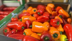 Produktfoto zu Snack Paprika Tricolor