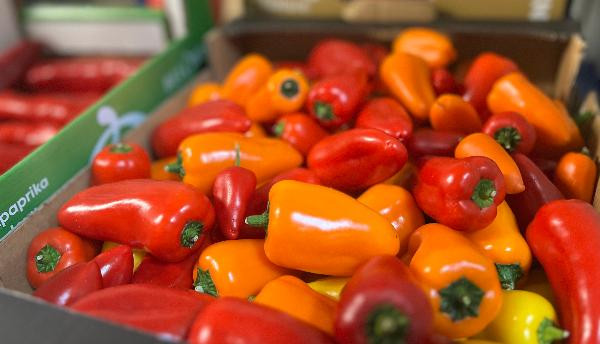 Produktfoto zu Snack Paprika Tricolor